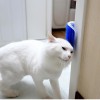 Escova cinza Massageadora de Gato com Catnip