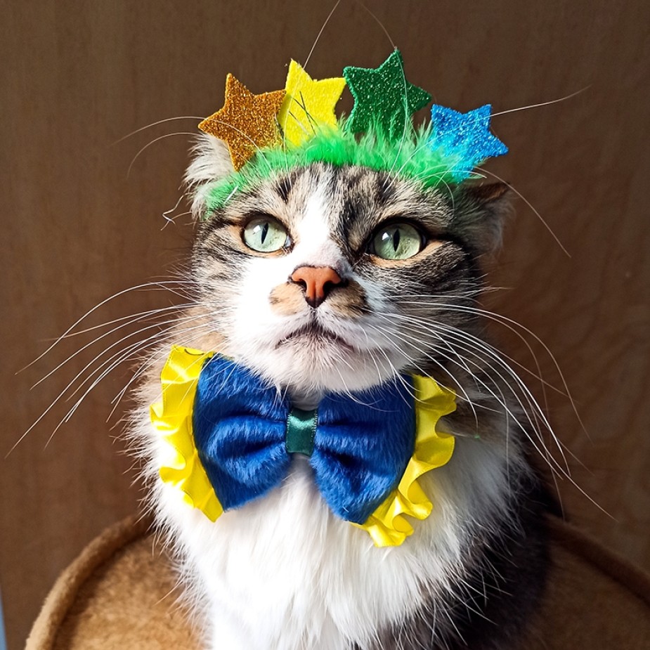 Kit Brasil Laço Azul