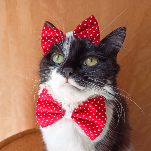 Kits Laços Pescoço e Tiara Vermelho Poá