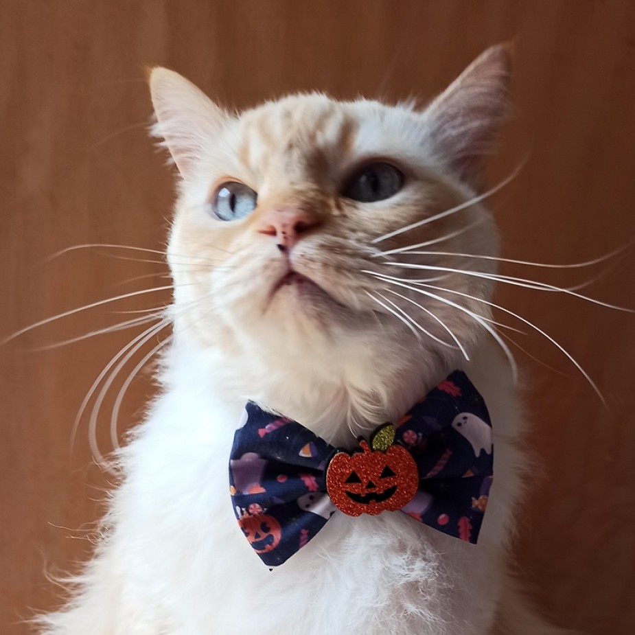  Laço Halloween Estampa abóboras e Fantasmas