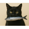 01  Sardinha recheada  com Catnip